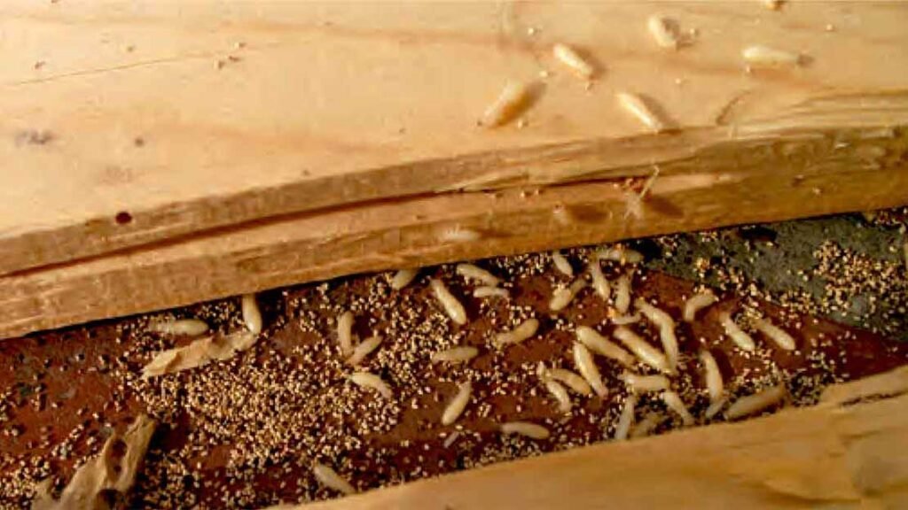 termite-pests
